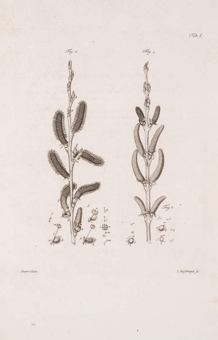 Botanique. — Hoffmann (Georgio Francisco), *Histor