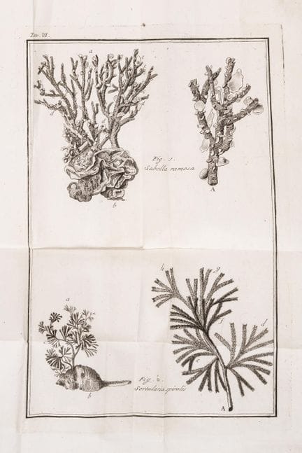 Faune marine. — Olivi (Giuseppe), *Zoologia Adriat