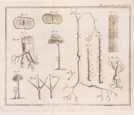 Botanique. - Sylviculture. - Duhamel du Monceau (H