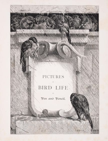 Oiseaux. — Watkins (A.G.). Giacomelli, illustrateu