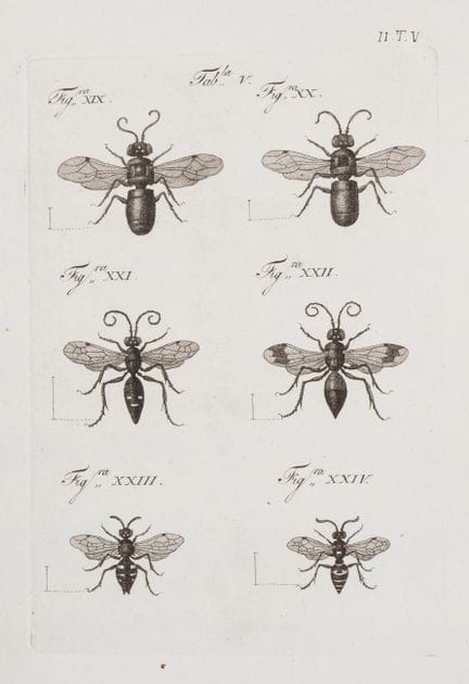 Insectes. — Spinola (Maximilien) *Insectorum Ligur