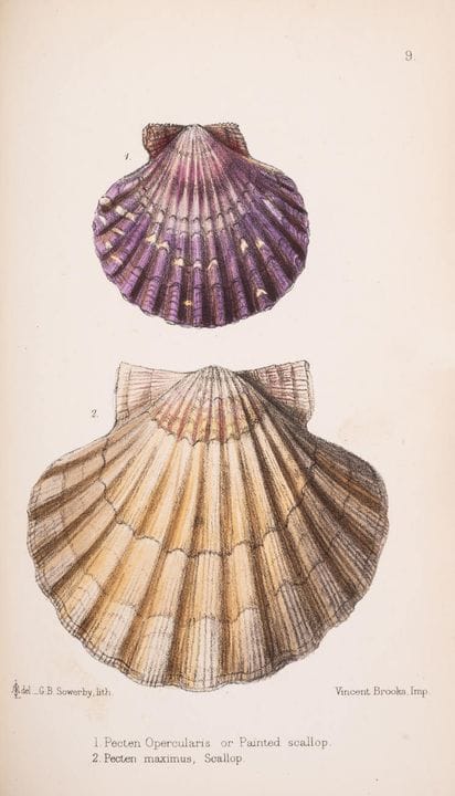 Alimentation et cueillette. — Lovell (M.S.) Les mo