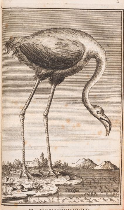Oiseaux. — [Cetti (Francesco)] *Gli Uccelli di Sar