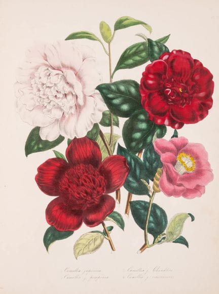 Jardinage. — Loudon (Mme [Jane Webb]), *The Ladies
