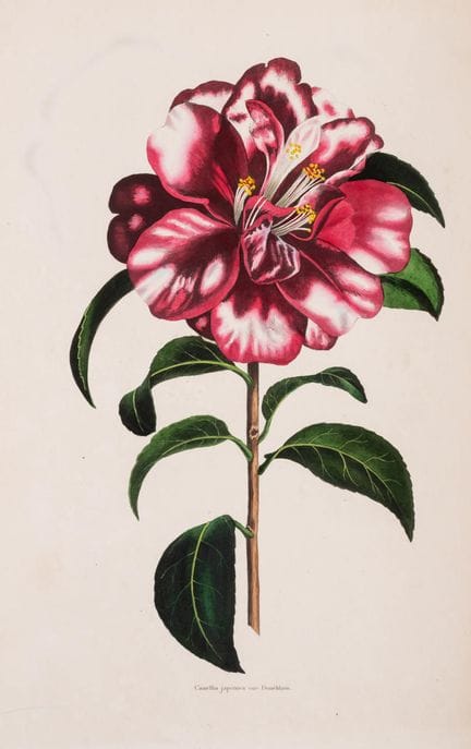 Botanique. — Smith (Frederick W.) The Florists' Ma