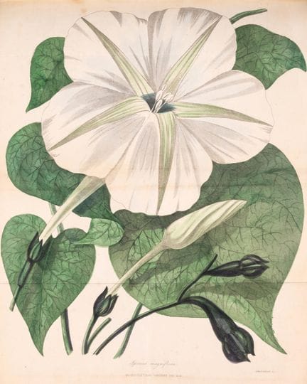 Botanique. — Harrison (Joseph, éd.) *The Floricult