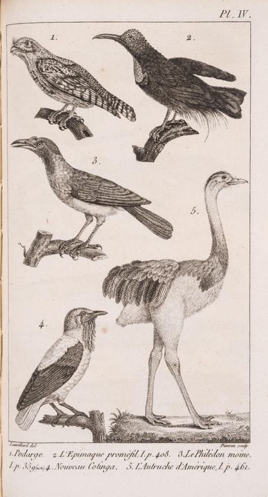 Zoologie. — Cuvier (Georges C.L.,baron) *Le Règne 