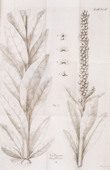 Botanique. — Pollini (Ciro), *Flora Veronensis*, 3