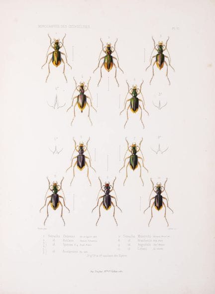 Insectes. — Thomson (James), *Monographie des Cici