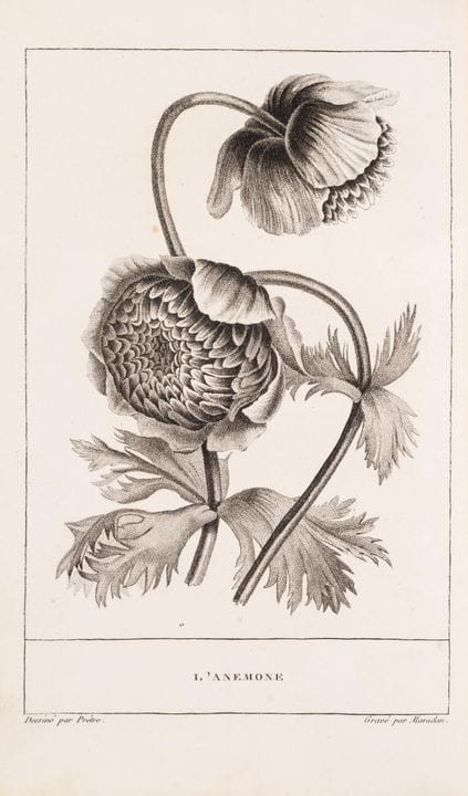Botanique. – France. – [Jauffret (L.F.)] *La Corbe