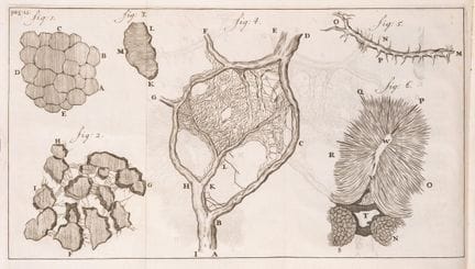 Microscopie.- Leeuwenhoek (Antony van), Send-Briev