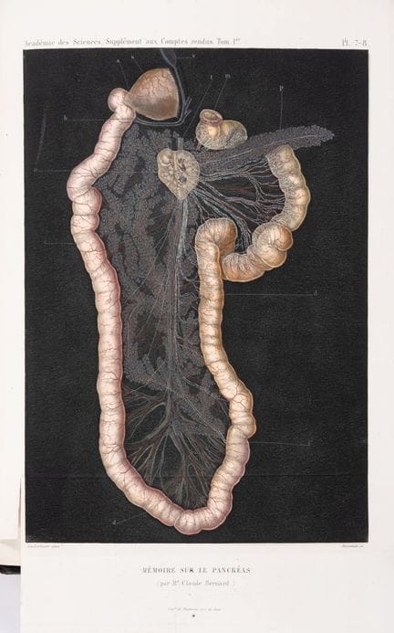 Digestion. – Biologie. – Bernard (Claude) « Mémoir
