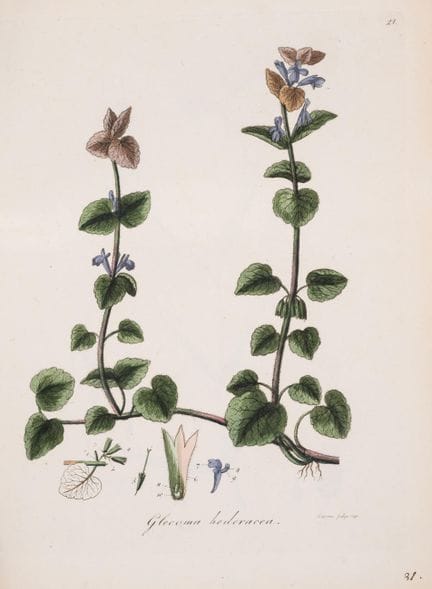 Botanique. — Dreves (J.F.) et F.G. Hayne. *Choix d