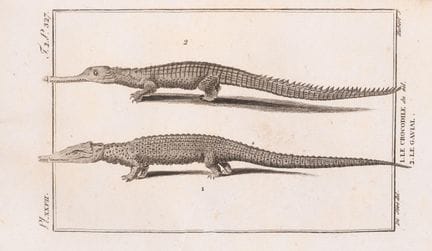 Reptiles. — Daudin (François. M[arie].) Histoire n