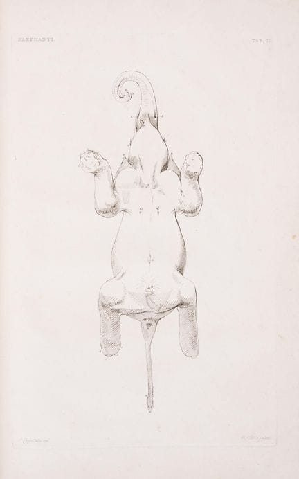 Éléphants. — Camper (Pierre), *Description anatomi