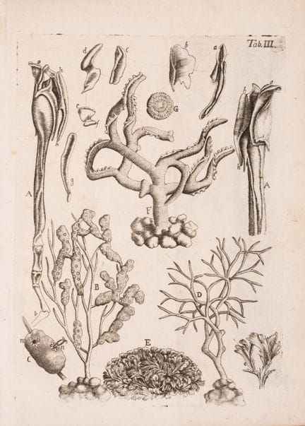 Vie marine. — Battarra (Giovanni Antonio), *Episto