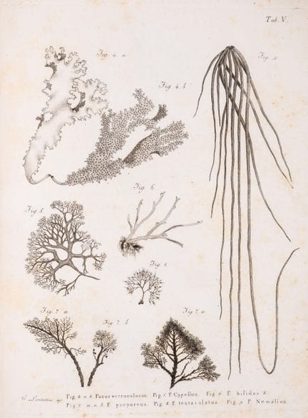 Botanique. – Italie. – Bertoloni (Antonio), *Amoen