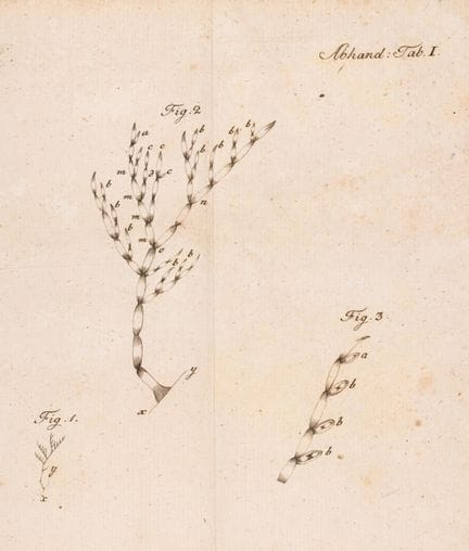 Botanique.- Schrank (Franz von Paula), Briefe Natu