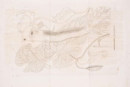 Botanique. — Lambert (Aylmer Bourke), *An Illustra