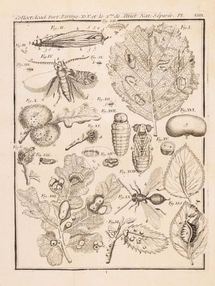 Insectes. — Swammerdam (Jan), *Histoire naturelle 