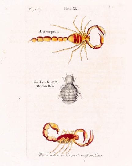 Entomologia. – Albin (Eleazar), *A Natural History