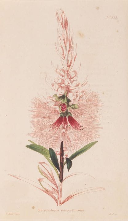 Botanica. – Loddiges (Conrad &amp; Sons) The Botan