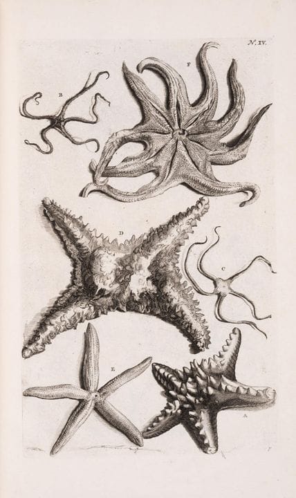 Vita marina. – Rumpf (Georg Eberhard) *Thesaurus I