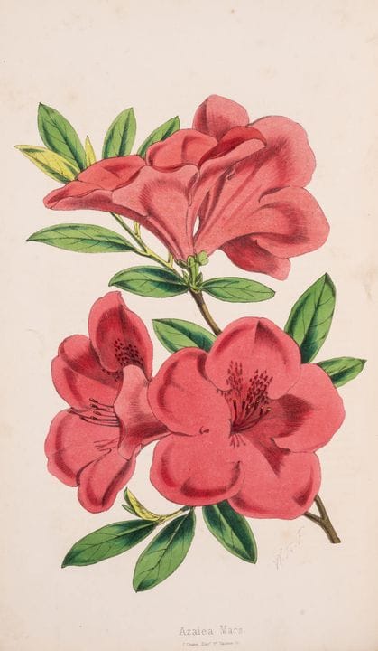 Botanica. – Hogg (Robert) e Thomas Moore. *The Flo