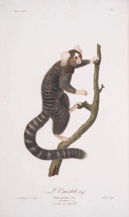 Monos.- Audebert (J.B.) *Histoire Naturelle des Si