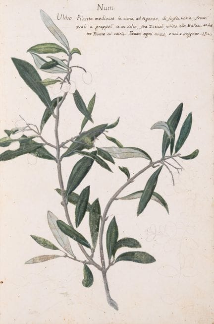 Olive. – Fantoni (Conte Luigi) Delle specie divers