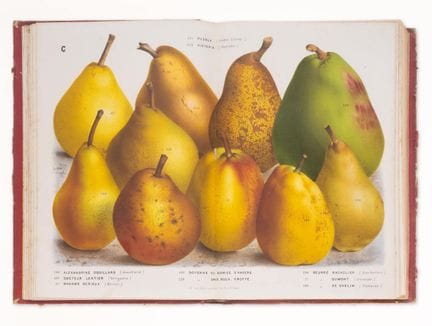 Houtte (Louis van), Lemaire (Charles Antoine) e Sc