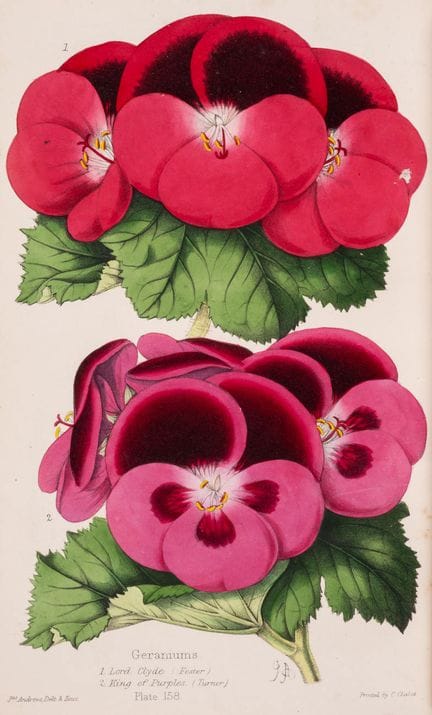 Botanica. – *The Florist* [&amp;] *The Florist, Fr