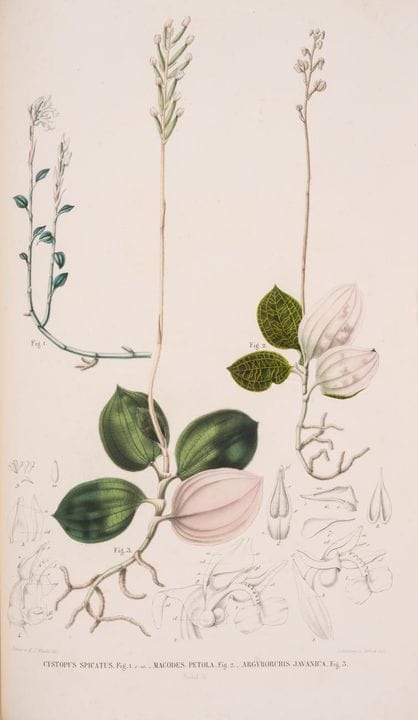 Orchidee. - Giappone. - Blume (Carl Ludwig), *Coll