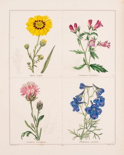 Botanica. – Maund (Benjamin), *The Botanic Garden*