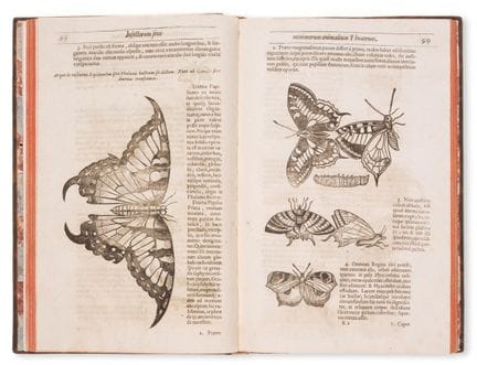 Insetti. – Moffett (Thomas), *Insectorum sive Mini
