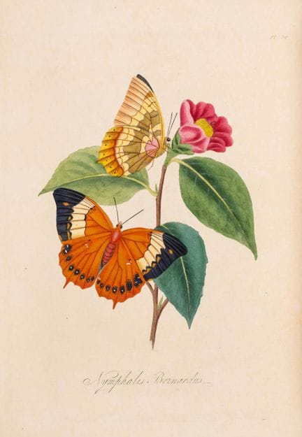Insetti. - Cina.- Donovan (Edward) Natural History