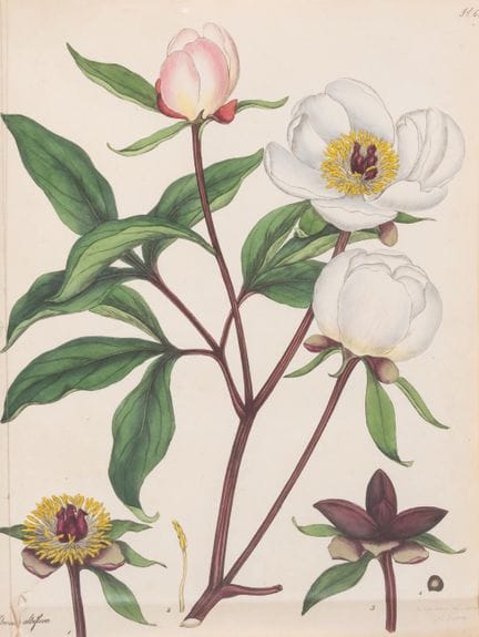 Botanica. — Andrews (H.C.) *The Botanist's Reposit