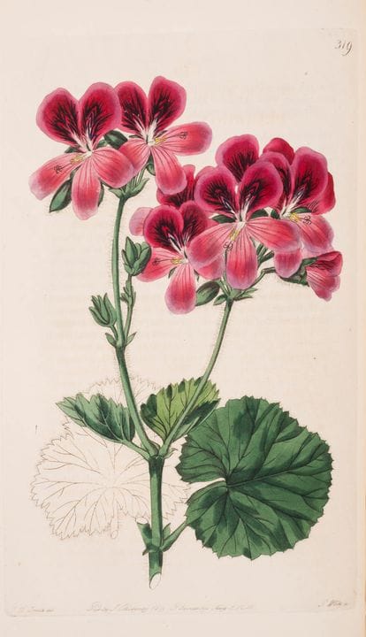 Botanica. – Sweet (Robert) Geraniacae. The Natural