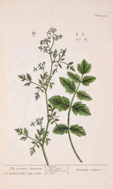 Botanica. – Blackwell (Elizabeth), *A Curious Herb