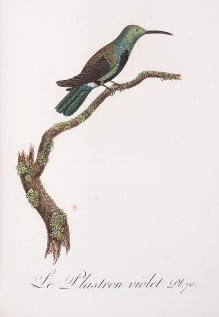 Aves.- Audebert (J.B.) y L.P. Vieillot. *Oiseaux D
