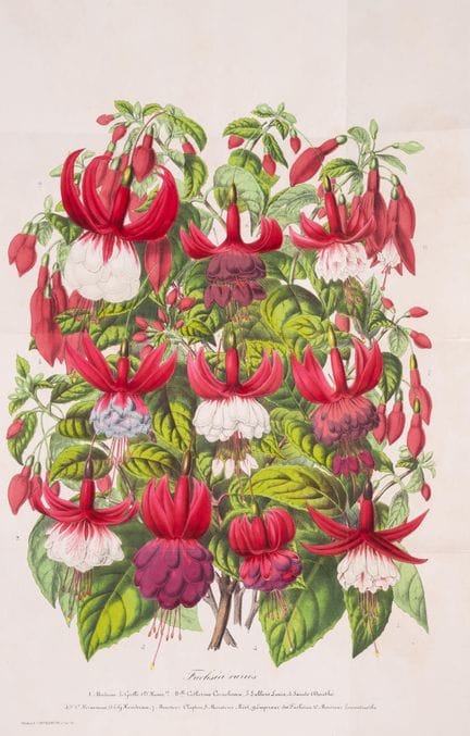 Horticultura.- Morren (Charles) Edouard Morren. La