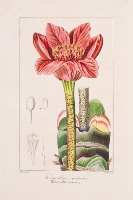 Botánica.- Drapiez (Pierre Auguste Joseph), *Herbi