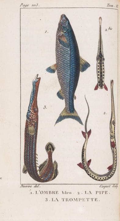 Pesci. – Bloch (Marcus Elieser), *Histoire Naturel