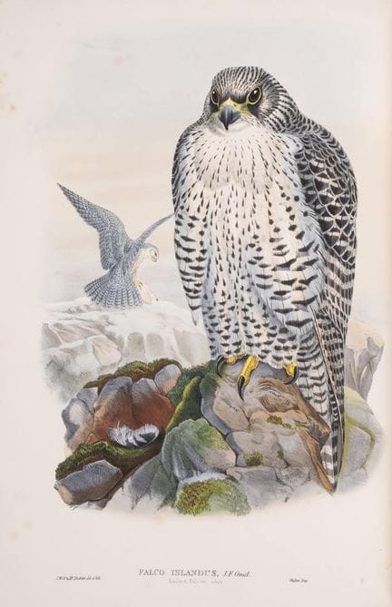 Uccelli. – Gould (John), *The Birds of Great Brita