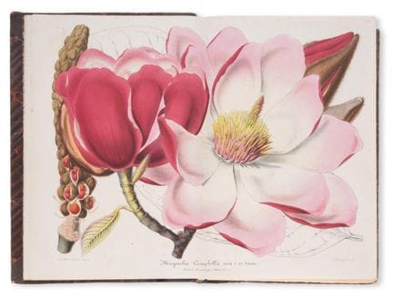 Orticoltura. – Lemaire (Charles Antoine) e Linden 