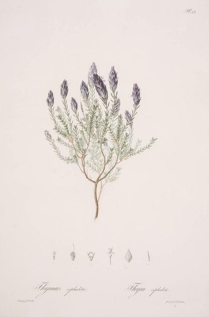 Botanica. – Hoffmannsegg (Johann Centurius) e H.F.