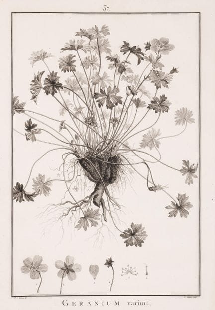 Redouté (P.J.). - Botanica. - L'Hériter de Brutell