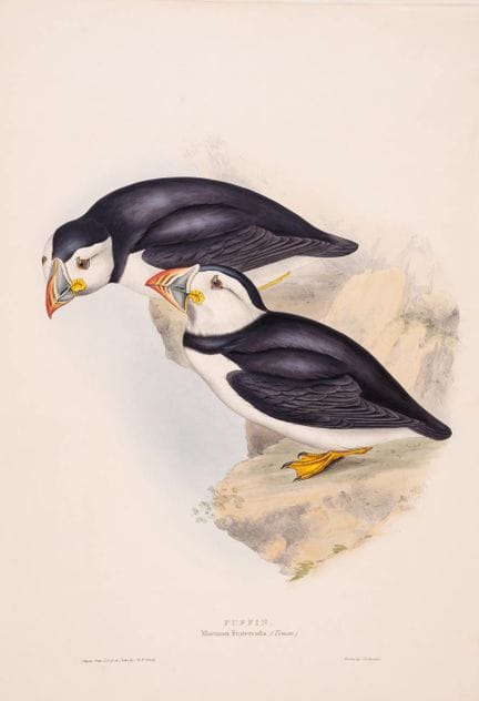 Aves.- Colección de Gould (John) compuesta por 89 