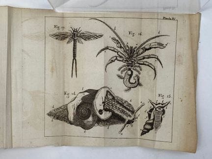 [BEAURIEU, Gaspard Guillard de].昆虫史简编》。

一篇有趣的昆虫学论