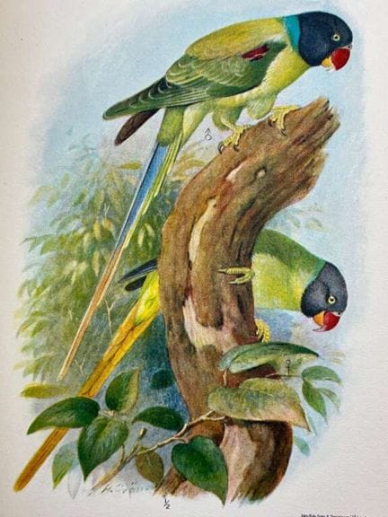[INDOCHINA - ORNITHOLOGY]. DELACOUR, Jean, and JAB